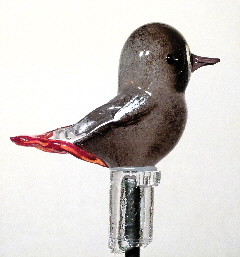 Hausrotschwanz_1